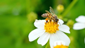 Biene sitzt auf weißer Blume