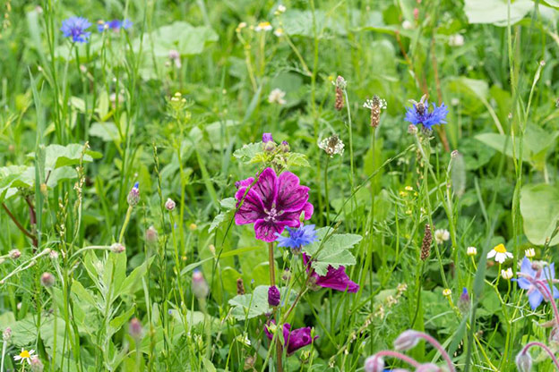 Grüne Blumenwiese mit lila Blumen