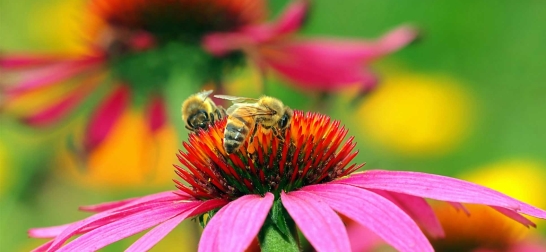 Oberbank Privatkunden - Be green Konto; pinke Blume mit Bienen