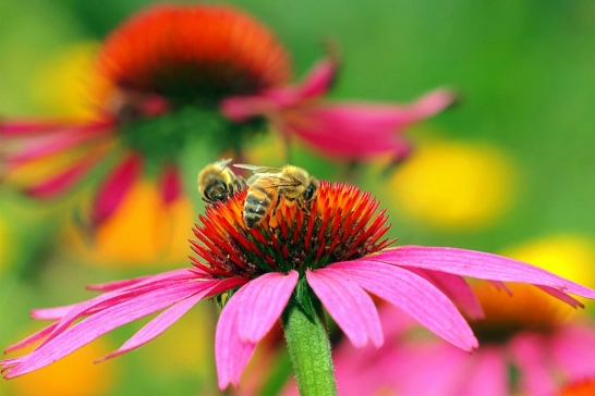 Weiße Blume mit Biene darauf