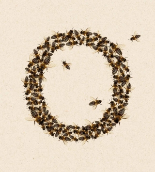 Futter für die Bienen