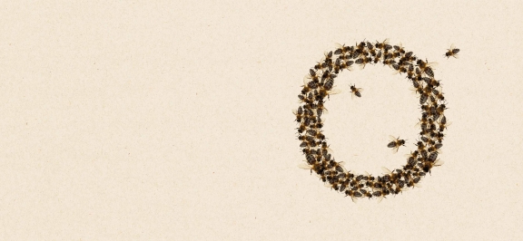 Futter für die Bienen