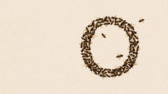 Futter für Bienen