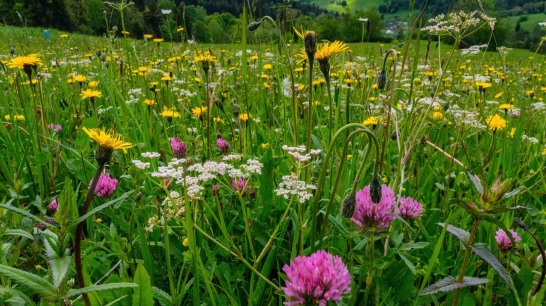 Oberbank Blühwiese