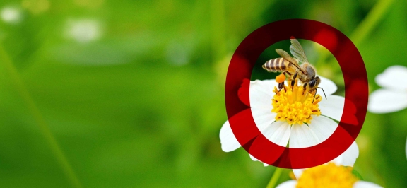 be(e) green Konto der Oberbank, Biene auf Blume