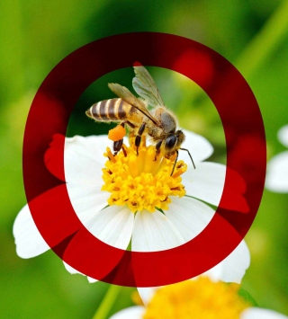 be(e) green Konto der Oberbank, Biene auf Blume