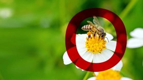 Nachhaltiges Girokonto, Biene auf Blume