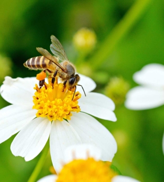 Nachhaltiges Girokonto der Oberbank: Biene sitzt auf Blume.