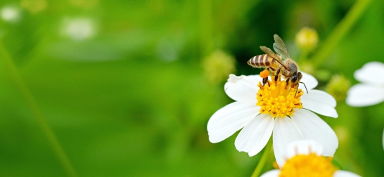 Biene auf weißer Blume