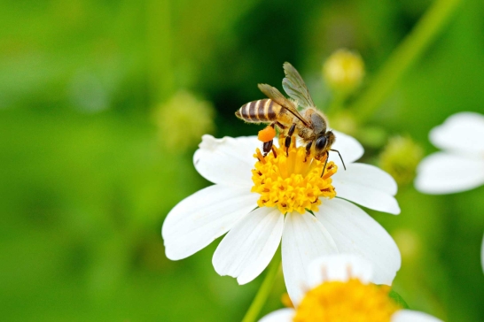 Weiße Blume mit Biene darauf