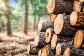 Holzbau - nachhaltig und modern