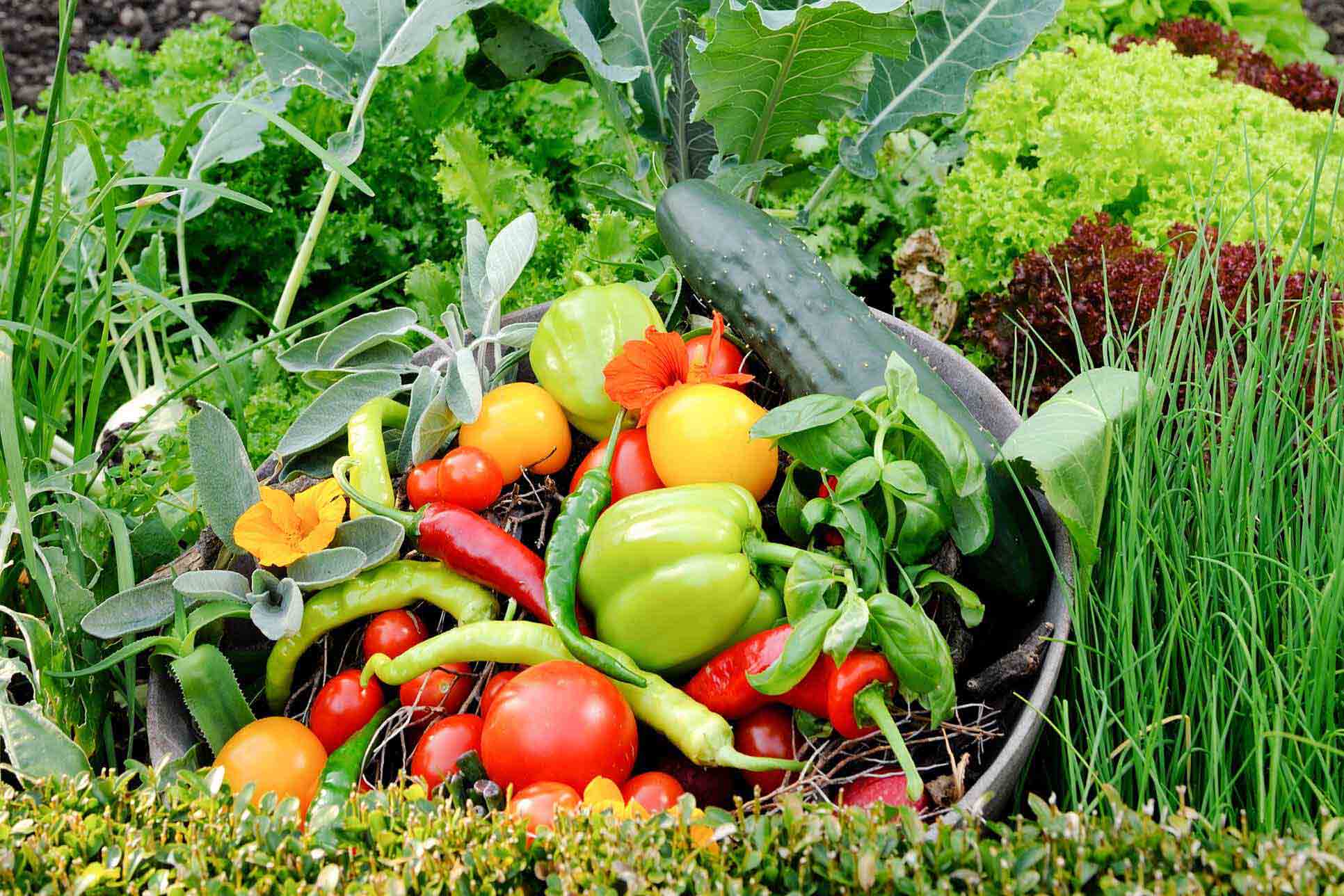 Gemüse aus dem Garten