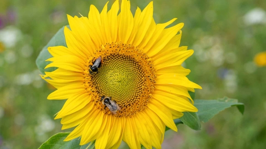 Sonnenblume