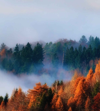 Oberbank Nachhaltigkeit - Nebelverhangener Wald
