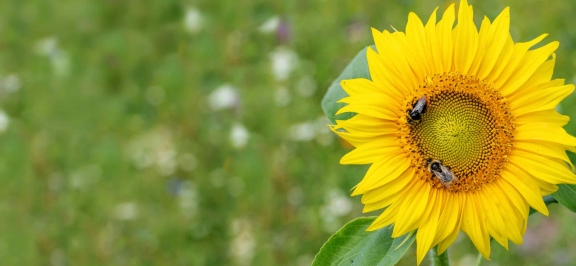 Oberbank Nachhaltigkeit - Sonnenblume