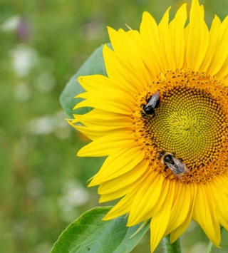 Oberbank Nachhaltigkeit - Sonnenblume