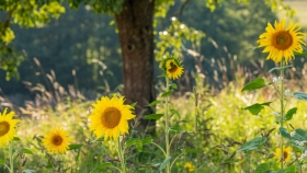 Oberbank Nachhaltigkeit - Sonnenblumenfeld