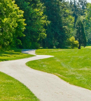 Oberbank Nachhaltigkeit - Weg im Wald